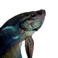 Blue Siamese fighting fish - Betta Splendens Royalty Free Stock Photo