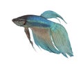 Blue Siamese fighting fish - Betta Splendens Royalty Free Stock Photo