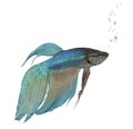 Blue Siamese fighting fish - Betta Splendens Royalty Free Stock Photo