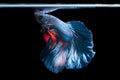 Blue siamese fighting fish, betta splendens isolated on black ba Royalty Free Stock Photo