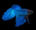 Blue siamese fighting fish, betta splendens, isolated on black Royalty Free Stock Photo