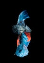 Blue siamese fighting fish, betta splendens isolated Royalty Free Stock Photo