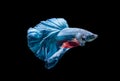 Blue siamese fighting fish, betta splendens isolated Royalty Free Stock Photo
