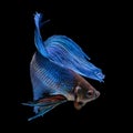 Blue siamese fighting fish, betta splendens, isolated on black Royalty Free Stock Photo