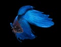 Blue siamese fighting fish, betta splendens, isolated on black Royalty Free Stock Photo