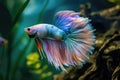 Blue Siamese Fighting Fish, Rosetail Halfmoon Aquarium Pet, Blue Red Betta Splendens Royalty Free Stock Photo