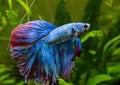 Blue Siamese Fighting Fish, Rosetail Halfmoon Aquarium Pet, Blue Red Betta Splendens Royalty Free Stock Photo