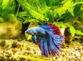 Blue Siamese Fighting Fish, Rosetail Halfmoon Aquarium Pet, Blue Red Betta Splendens Royalty Free Stock Photo