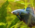 Blue Siamese Fighting Fish, Rosetail Halfmoon Aquarium Pet, Blue Red Betta Splendens Royalty Free Stock Photo