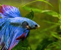 Blue Siamese Fighting Fish, Rosetail Halfmoon Aquarium Pet, Blue Red Betta Splendens Royalty Free Stock Photo