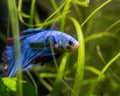 Blue Siamese Fighting Fish, Rosetail Halfmoon Aquarium Pet, Blue Red Betta Splendens Royalty Free Stock Photo