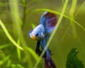 Blue Siamese Fighting Fish, Rosetail Halfmoon Aquarium Pet, Blue Red Betta Splendens Royalty Free Stock Photo