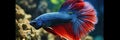 Blue Siamese Fighting Fish, Rosetail Halfmoon Aquarium Pet, Blue Red Betta Splendens Royalty Free Stock Photo