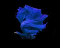 Blue siamese fighting fish in Thailand,Crowntail Betta betta fi