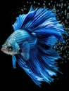 Blue siamese fish swimming on a black background Royalty Free Stock Photo