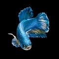 Blue Siamese short tail fighting fish movement isolated on black
