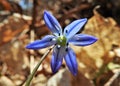 Blue Siberian Squill Flower Against Brown Background