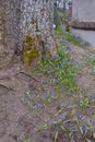 Blue siberian squill flowers blooming in the cemetery in Vilnius, Lithuania