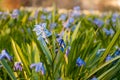 Blue Siberian squill flowers blooming in a park in spring at sunset Royalty Free Stock Photo