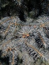 Blue or silver spruce texture background. Engelmann spruce pattern. Nature texture of Picea engelmannii or white spruce or