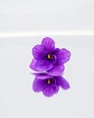 Blue single violet flower. Violet. Purple flowers close-up on the mirror. Royalty Free Stock Photo