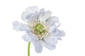 Blue skabiosa flower. Royalty Free Stock Photo