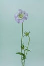 Blue skabiosa flower. Royalty Free Stock Photo