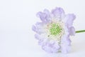 Blue skabiosa flower. Royalty Free Stock Photo