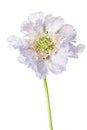 Blue skabiosa flower on a white. Royalty Free Stock Photo