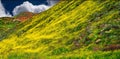 California Poppy fields landscape make a perfect picture of spring. Royalty Free Stock Photo