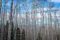 Winter sky over an aspen stand in the mountains of Colorado