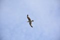 Blue Skies with a Flying Seagull with Wings Spread Royalty Free Stock Photo
