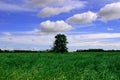 Blue Skies, Green Field and Tree