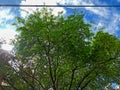 Blue Skies and Green Leaves: Tree Canopy with Overhead Cables Royalty Free Stock Photo