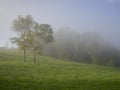 Two trees on hill of rural meadow with Mist and Fog Royalty Free Stock Photo