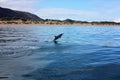 Dolphin jumping out of water in the ocean near beach Royalty Free Stock Photo