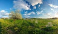 Blue skies over a blooming orchard Royalty Free Stock Photo