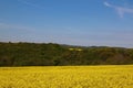 Blue skies over oil seed rape