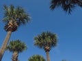 Blue Skies and Palm Trees