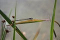 Blue skinny dragonfly closeup in nature summer spring