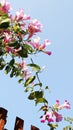 Blue sky Ã°Å¸ÅÂ¸ with pin flower Royalty Free Stock Photo
