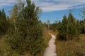 Blue sky above a wooden footbridge and many conifers in a moorland Murnauer Moos in a cozy rural countryside on a sunny day