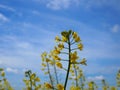 Blue sky against the background of  close-up flowering rape Royalty Free Stock Photo