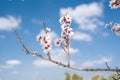 Blue sky. Almendro en flor Royalty Free Stock Photo