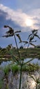 Blue sky and amazing plant.