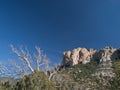 Blue sky and arid plants