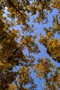 blue sky and autumn forest with yellow leaves Royalty Free Stock Photo
