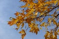 Blue sky and autumnal foliage of Fraxinus pennsylvanica in October