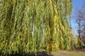 Blue sky and autumnal foliage of weeping willow