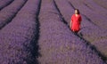 Lavander fields in bloom